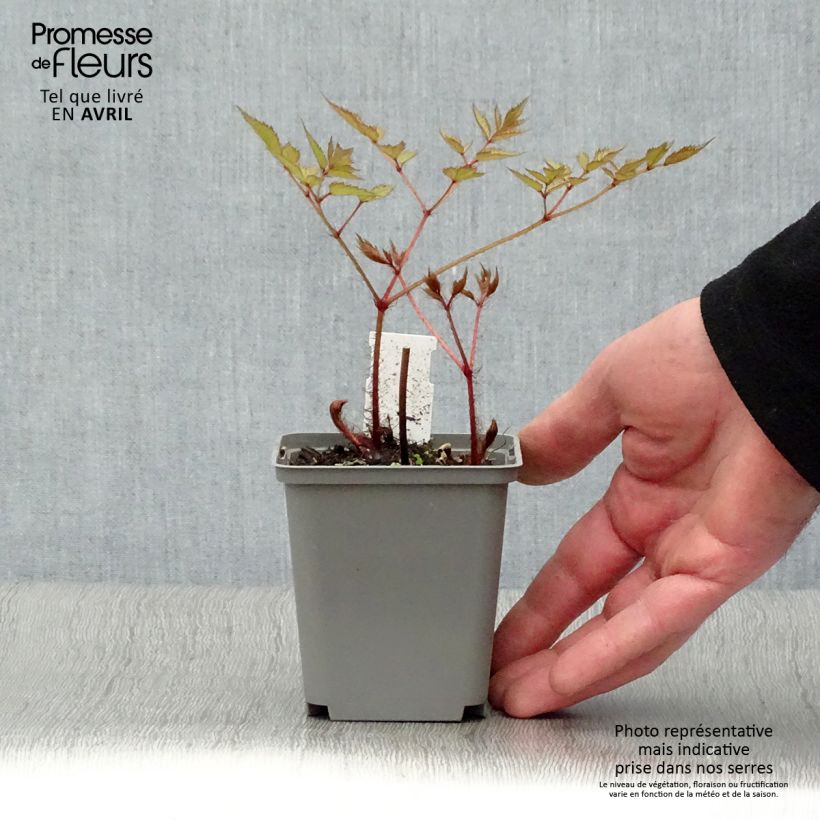 Astilbe japonica Deutschland Vasetto da 8/9 cm esemplare consegnato in primavera