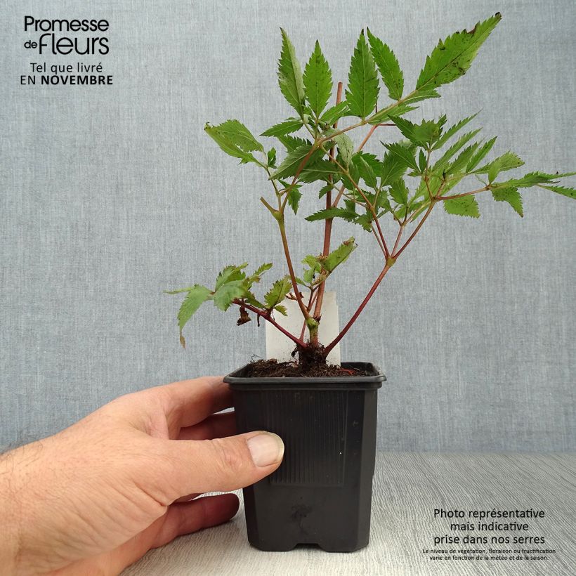 Esemplare di Astilbe japonica Montgomery Vasetto da 8/9 cm come consegnato in autunno