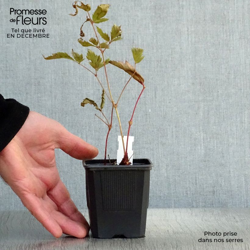 Astilbe japonica Montgomery Vasetto da 8/9 cm esemplare consegnato in inverno