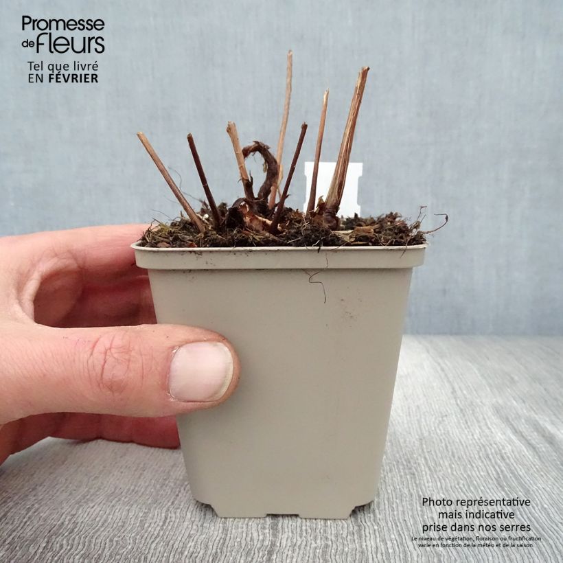 Astilbe japonica Peach Blossom Vasetto da 8/9 cm esemplare consegnato in inverno