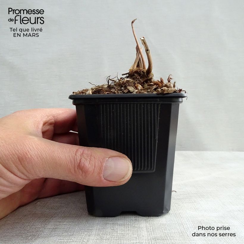 Astilbe japonica Peach Blossom Vasetto da 8/9 cm esemplare consegnato in primavera