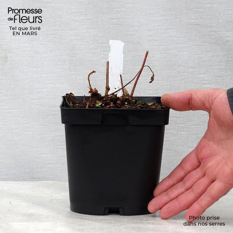 Astilbe japonica Peach Blossom Vaso da 1,5L/2L esemplare consegnato in primavera