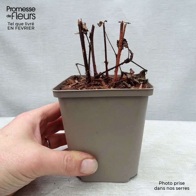 Astilbe japonica Red Sentinel Vasetto da 8/9 cm esemplare consegnato in inverno