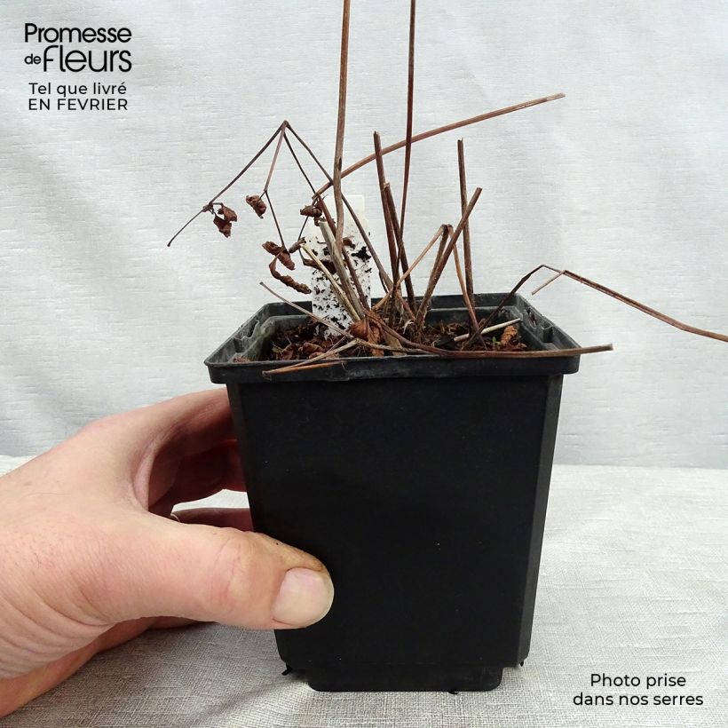 Astilbe japonica Vesuvius Vasetto da 8/9 cm esemplare consegnato in inverno