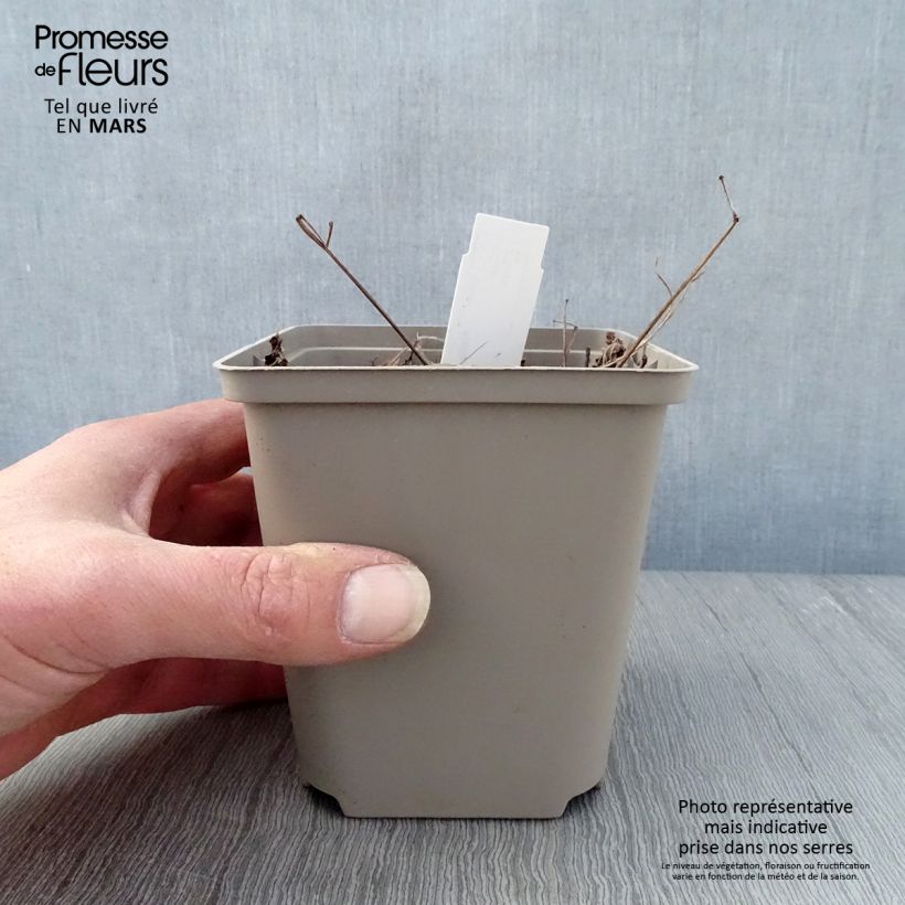 Astilbe japonica Vesuvius Vasetto da 8/9 cm esemplare consegnato in primavera