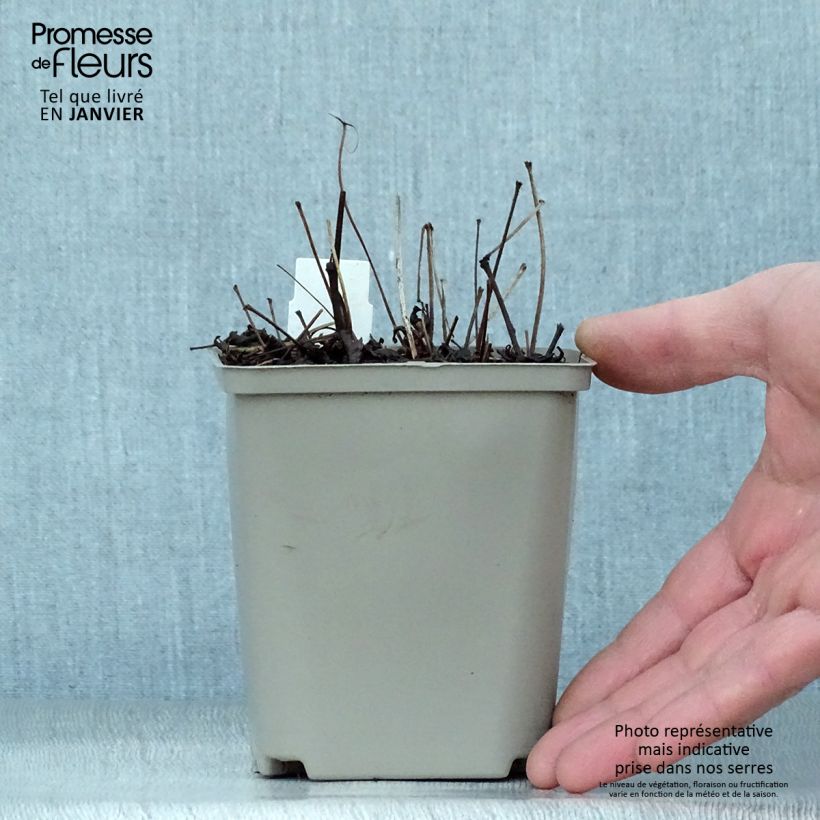 Astilbe simplicifolia Hennie Graafland Vasetto da 8/9 cm esemplare consegnato in inverno