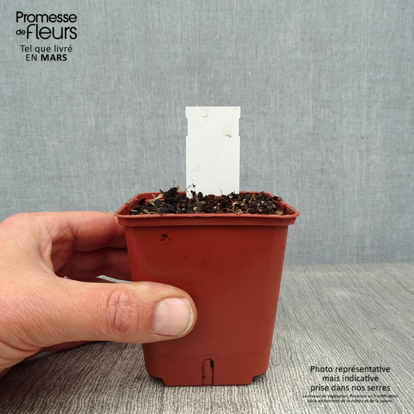 Astilbe simplicifolia Pink Lightning Vasetto da 8/9 cm esemplare consegnato in inverno