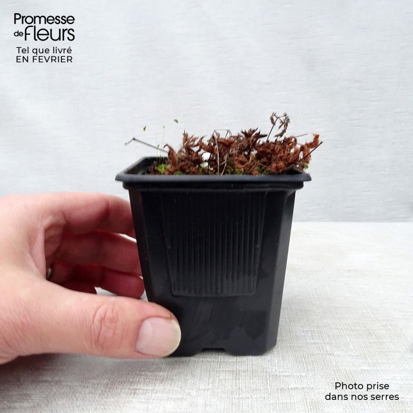 Astilbe simplicifolia Sprite Vasetto da 8/9 cm esemplare consegnato in inverno