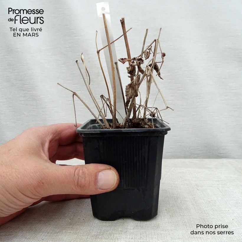 Astilbe thunbergii Straussenfeder Vasetto da 8/9 cm esemplare consegnato in primavera