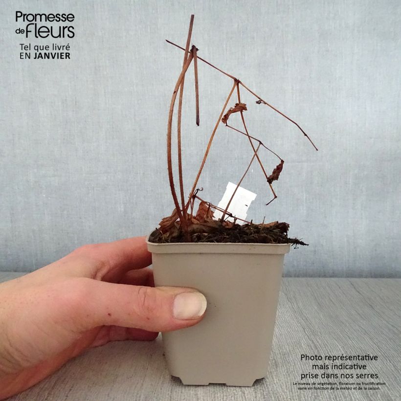 Astilbe thunbergii Straussenfeder Vasetto da 8/9 cm esemplare consegnato in inverno