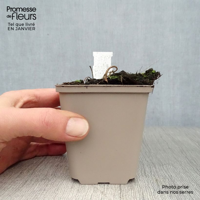 Astilboides tabularis Vasetto da 8/9 cm esemplare consegnato in inverno