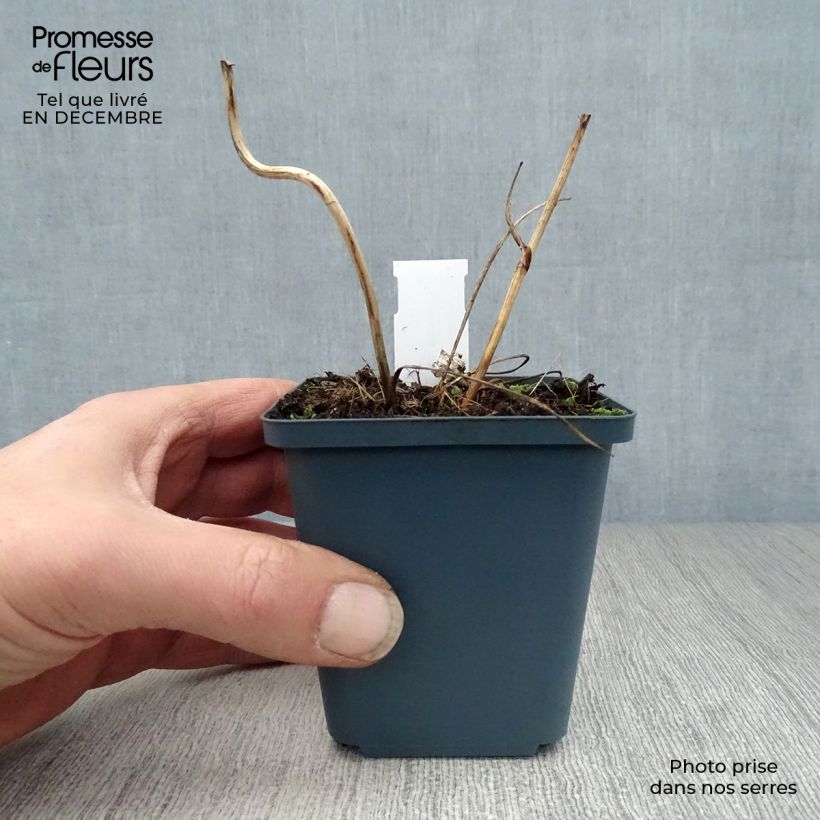 Astrantia major Star of Billion Vasetto da 8/9 cm esemplare consegnato in inverno