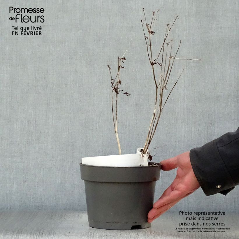 Astrantia major Star of Billion Vaso da 2L/3L esemplare consegnato in inverno