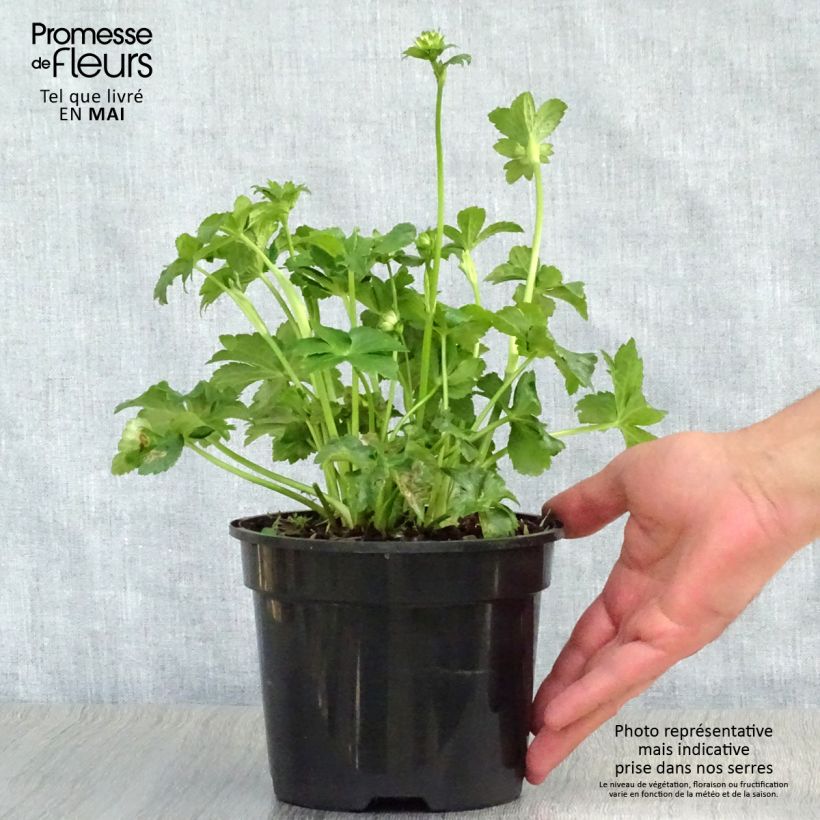 Astrantia major Star of Billion Vaso da 2L/3L esemplare consegnato in primavera