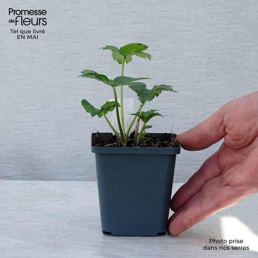 Astrantia major Star of Billion Vasetto da 8/9 cm esemplare consegnato in primavera