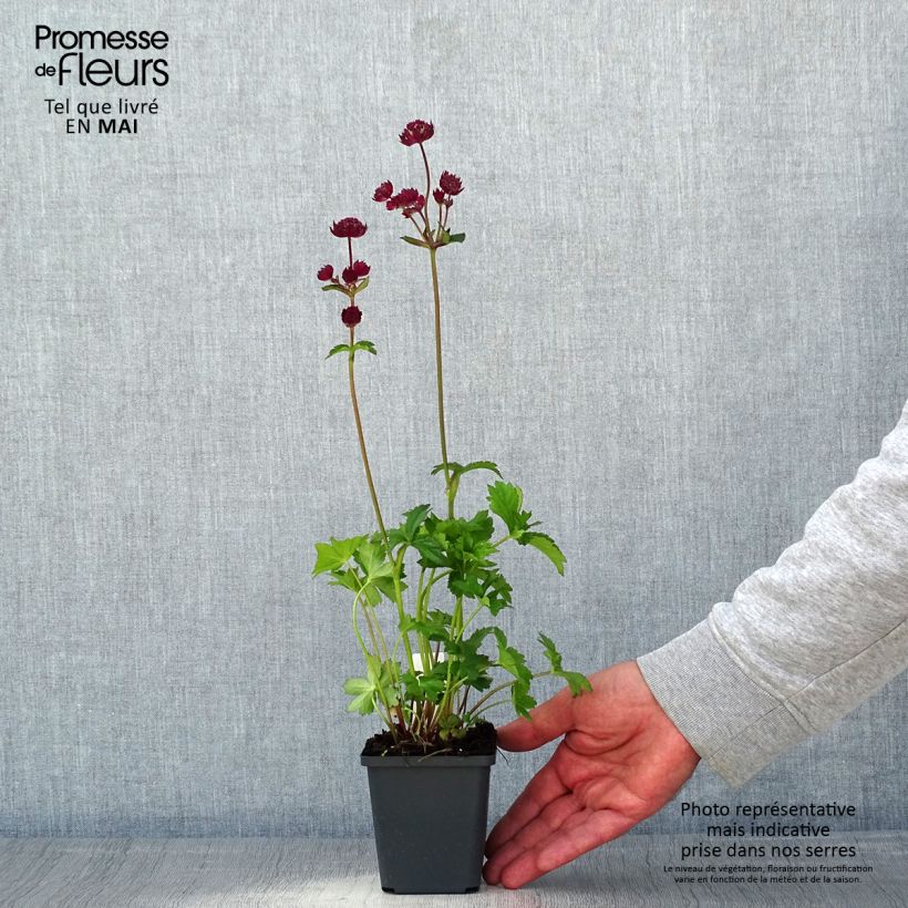 Astrantia major Star of Love Vasetto da 8/9 cm esemplare consegnato in primavera