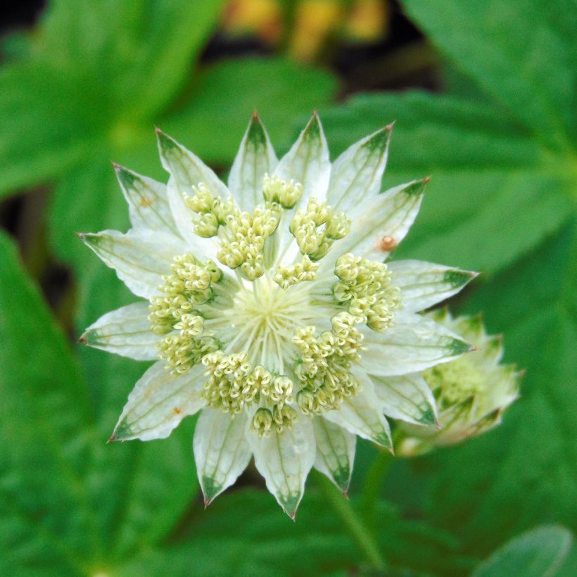 Astrantia major Alba (Fioritura)