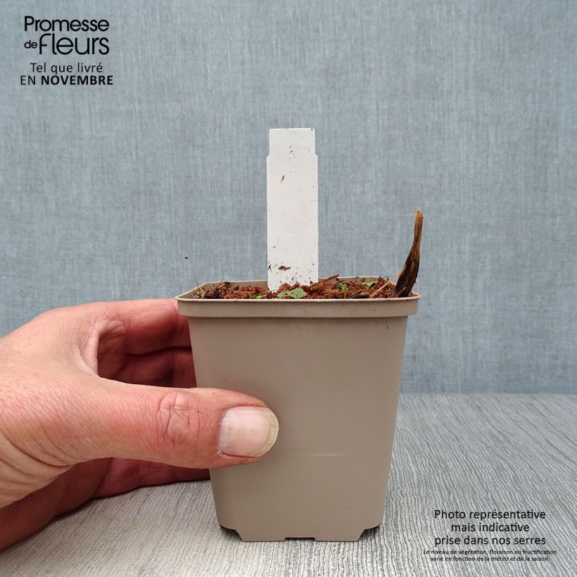 Esemplare di Astrantia major Alba Vasetto da 8/9 cm come consegnato in autunno