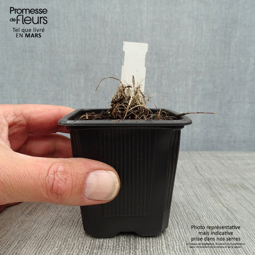 Astrantia major Alba Vasetto da 8/9 cm esemplare consegnato in primavera