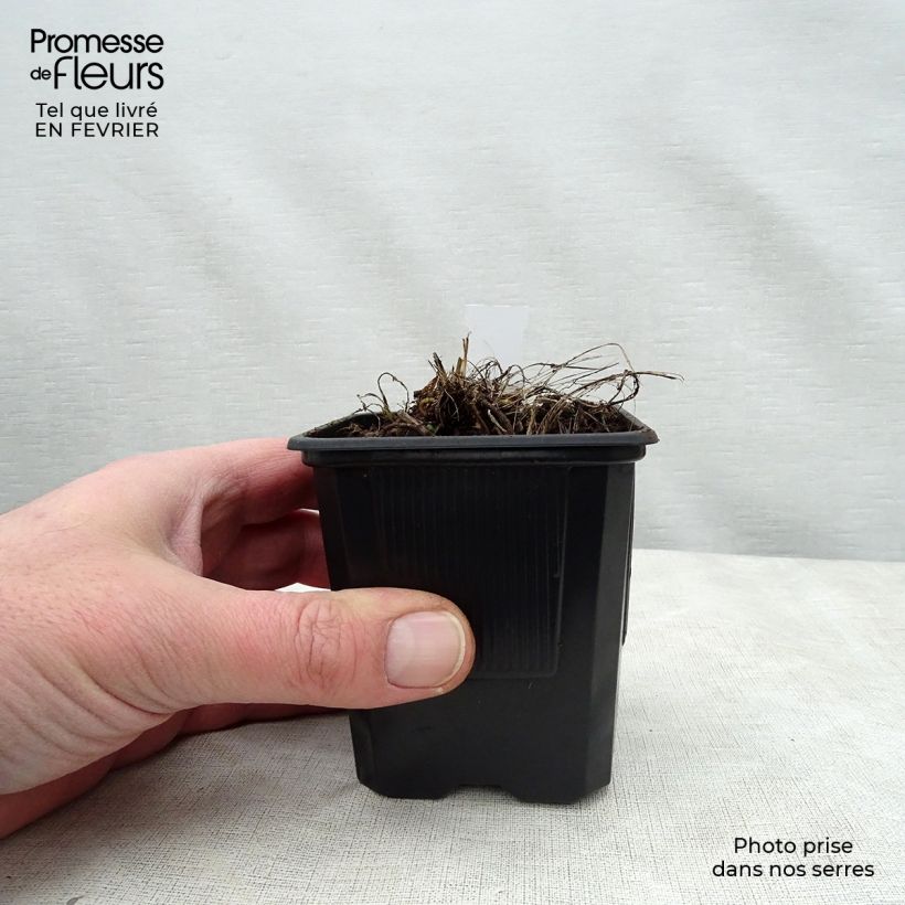 Astrantia major Alba Vasetto da 8/9 cm esemplare consegnato in inverno