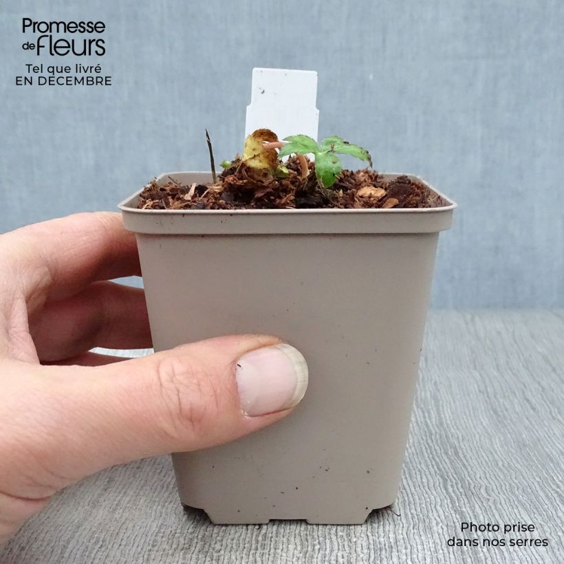 Astrantia major Buckland Vasetto da 8/9 cm esemplare consegnato in inverno