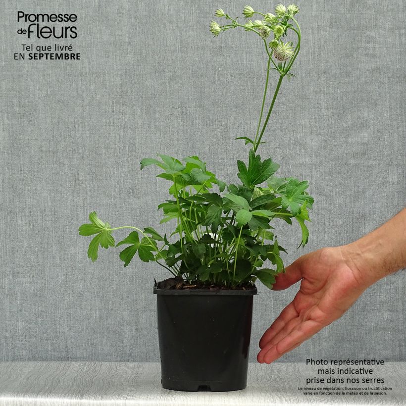 Esemplare di Astrantia major Buckland Vaso da 2L/3L come consegnato in autunno