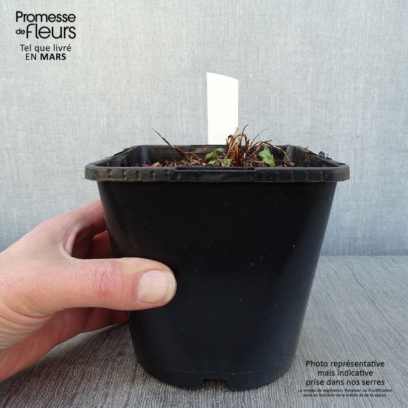 Astrantia major Buckland Vaso da 2L/3L esemplare consegnato in inverno