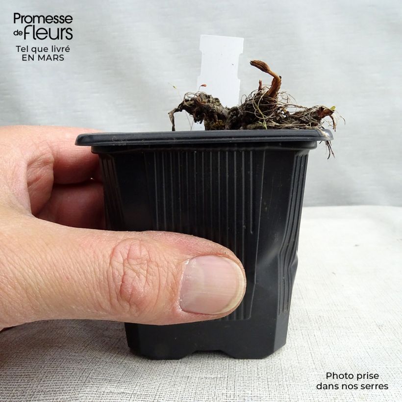 Astrantia major Claret Vasetto da 8/9 cm esemplare consegnato in inverno