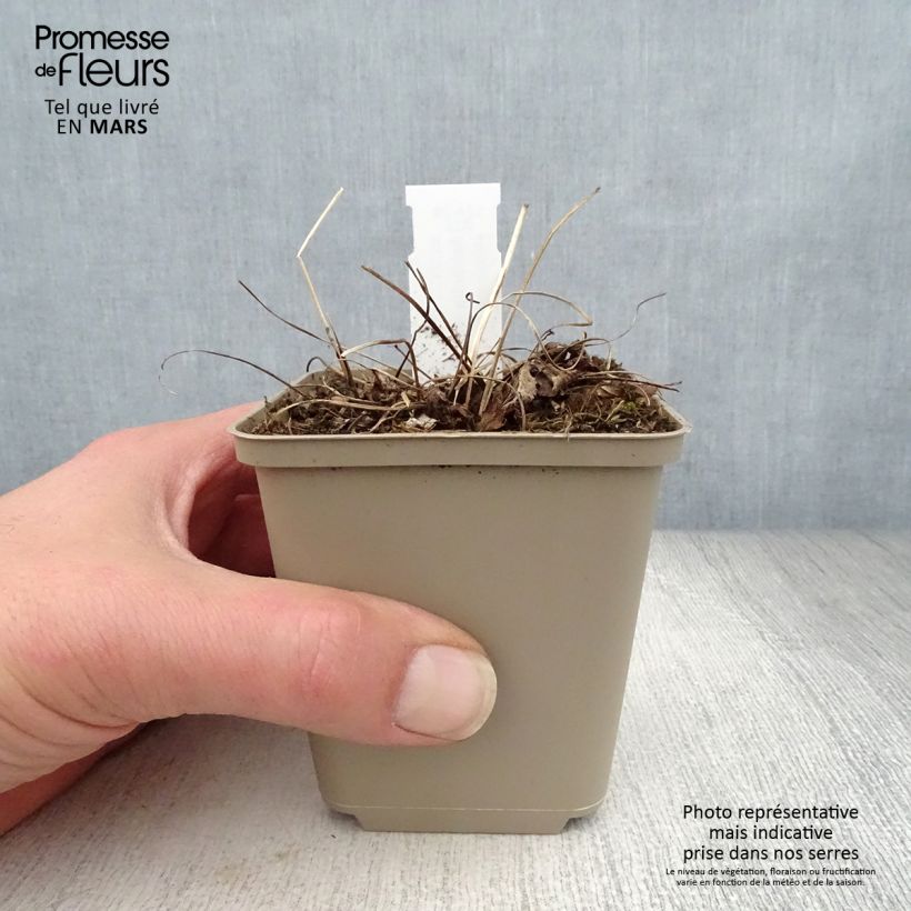 Astrantia major Florence Vasetto da 8/9 cm esemplare consegnato in primavera