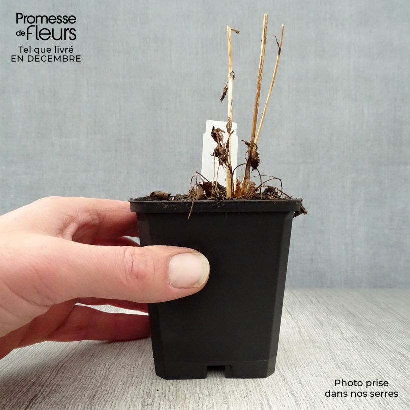 Astrantia major Moulin Rouge Vasetto da 8/9 cm esemplare consegnato in inverno