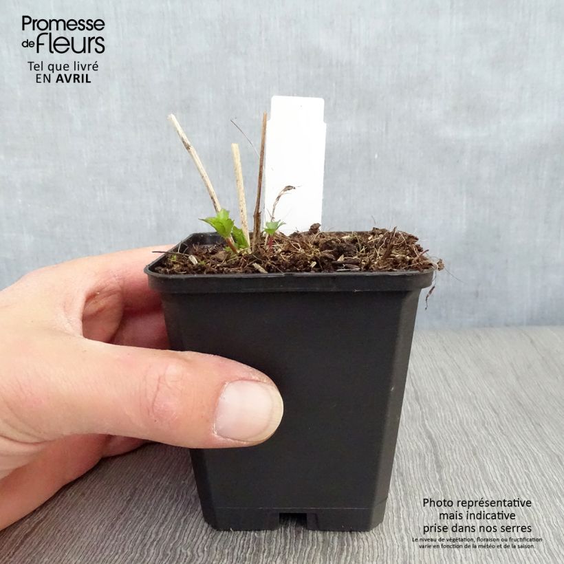 Astrantia major Moulin Rouge Vasetto da 8/9 cm esemplare consegnato in primavera