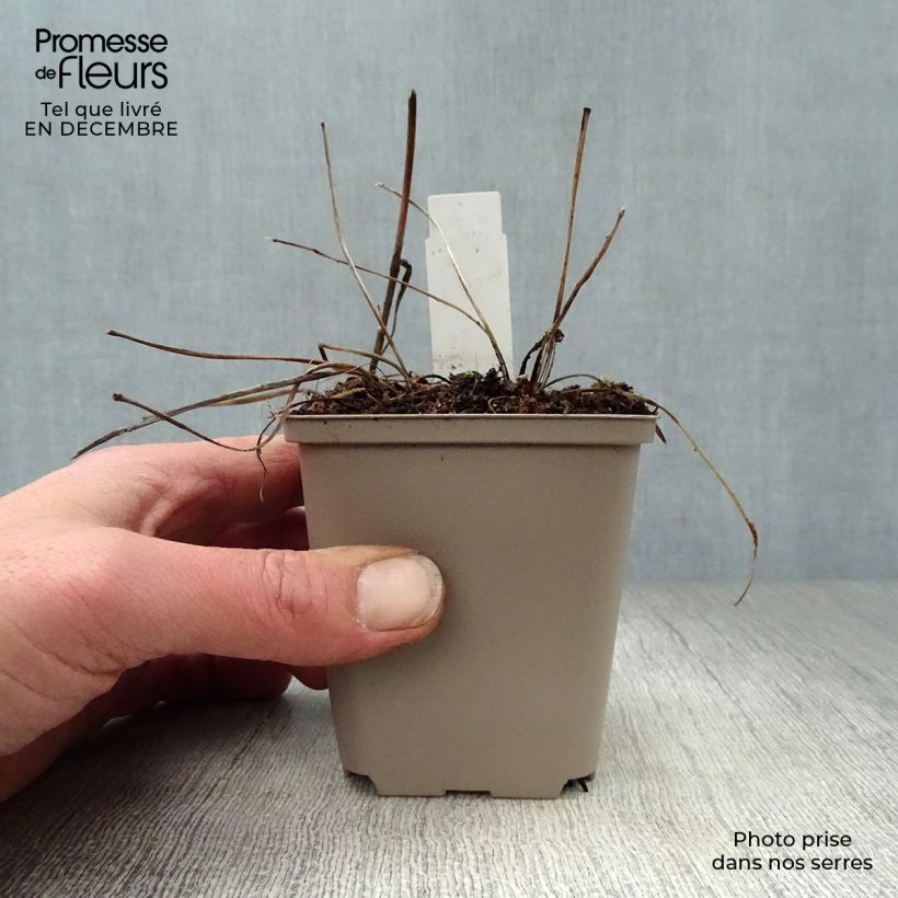 Astrantia major Pink Pride Vasetto da 8/9 cm esemplare consegnato in inverno