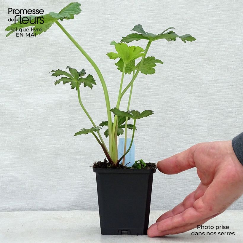 Astrantia major Primadonna Vasetto da 8/9 cm esemplare consegnato in primavera