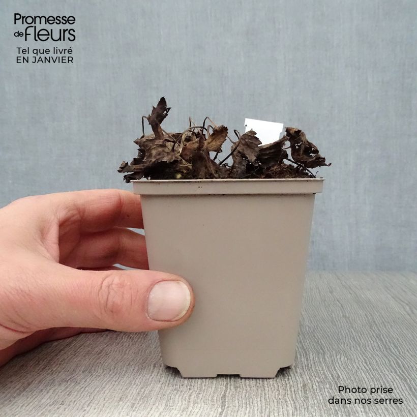 Astrantia major Primadonna Vasetto da 8/9 cm esemplare consegnato in inverno