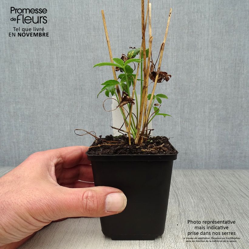 Esemplare di Astrantia major Roma Vasetto da 8/9 cm come consegnato in autunno