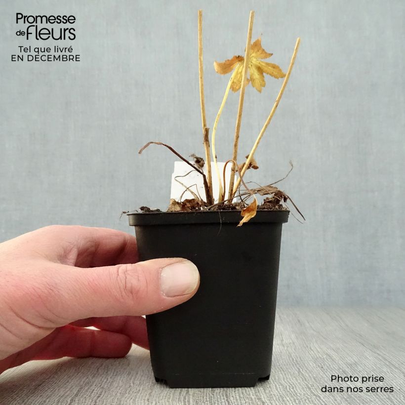 Astrantia major Roma Vasetto da 8/9 cm esemplare consegnato in inverno