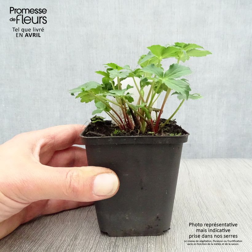 Astrantia major Roma Vasetto da 8/9 cm esemplare consegnato in primavera