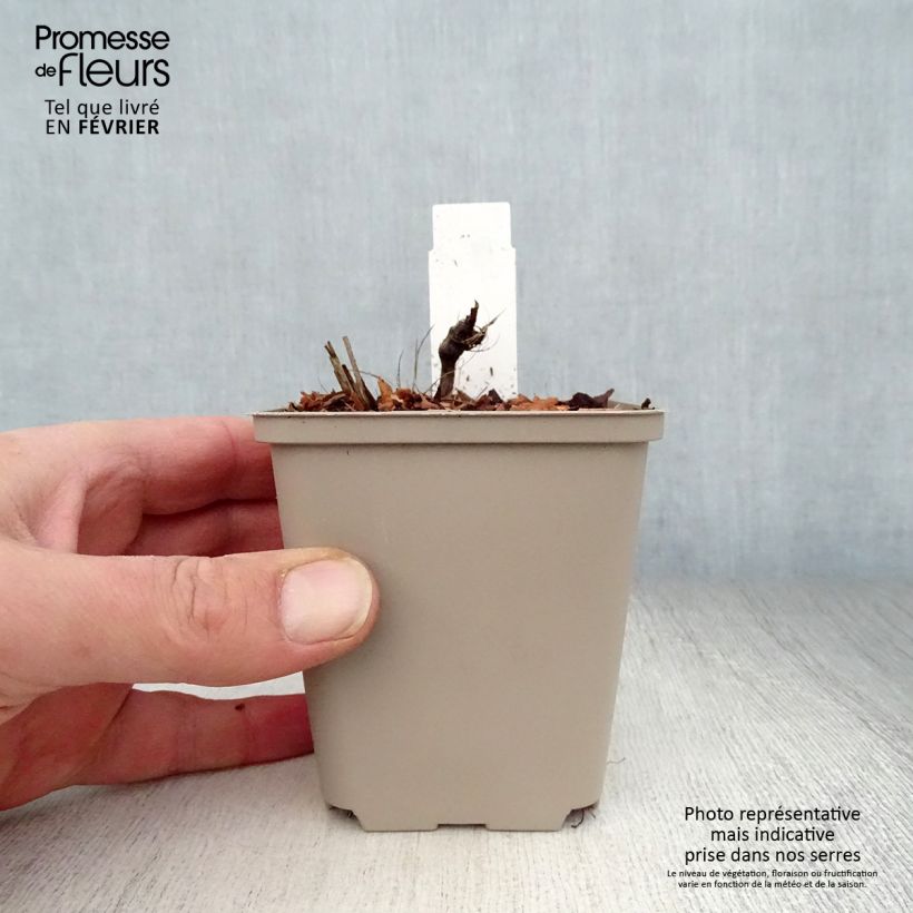 Astrantia major Rosea Vasetto da 8/9 cm esemplare consegnato in inverno