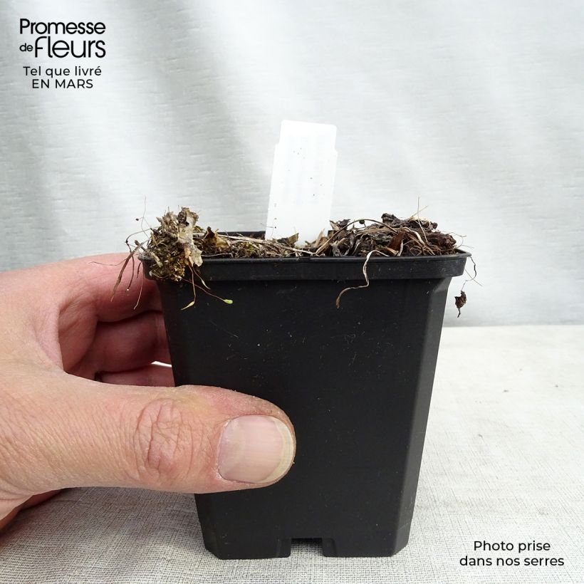 Astrantia major Rosensinfonie Vasetto da 8/9 cm esemplare consegnato in inverno