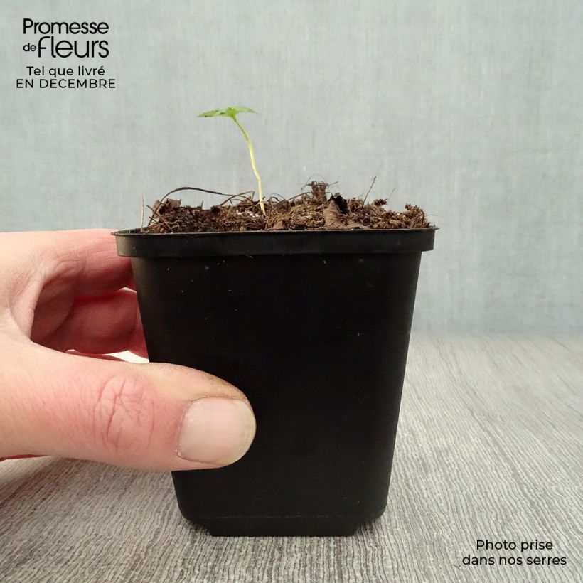 Astrantia major Rubra Vasetto da 8/9 cm esemplare consegnato in inverno