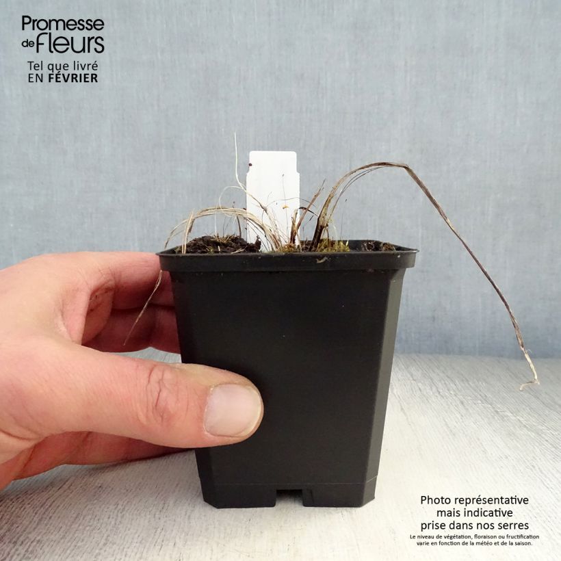 Astrantia major Ruby Cloud Vasetto da 8/9 cm esemplare consegnato in inverno