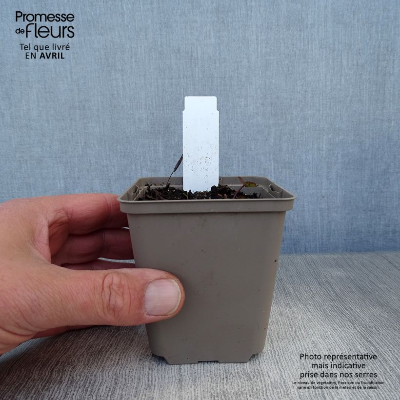 Astrantia major Ruby Cloud Vasetto da 8/9 cm esemplare consegnato in primavera