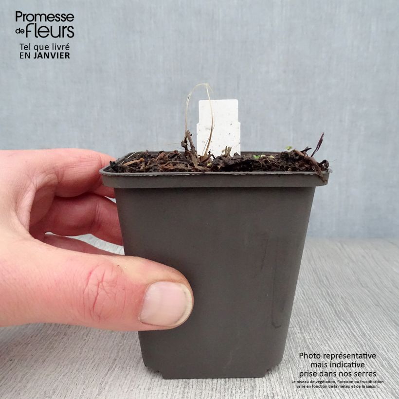 Astrantia major Ruby Wedding Vasetto da 8/9 cm esemplare consegnato in inverno