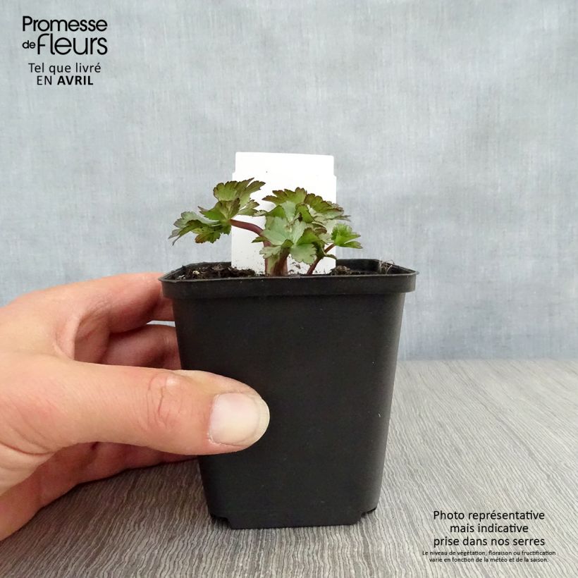 Astrantia major Ruby Wedding Vasetto da 8/9 cm esemplare consegnato in primavera