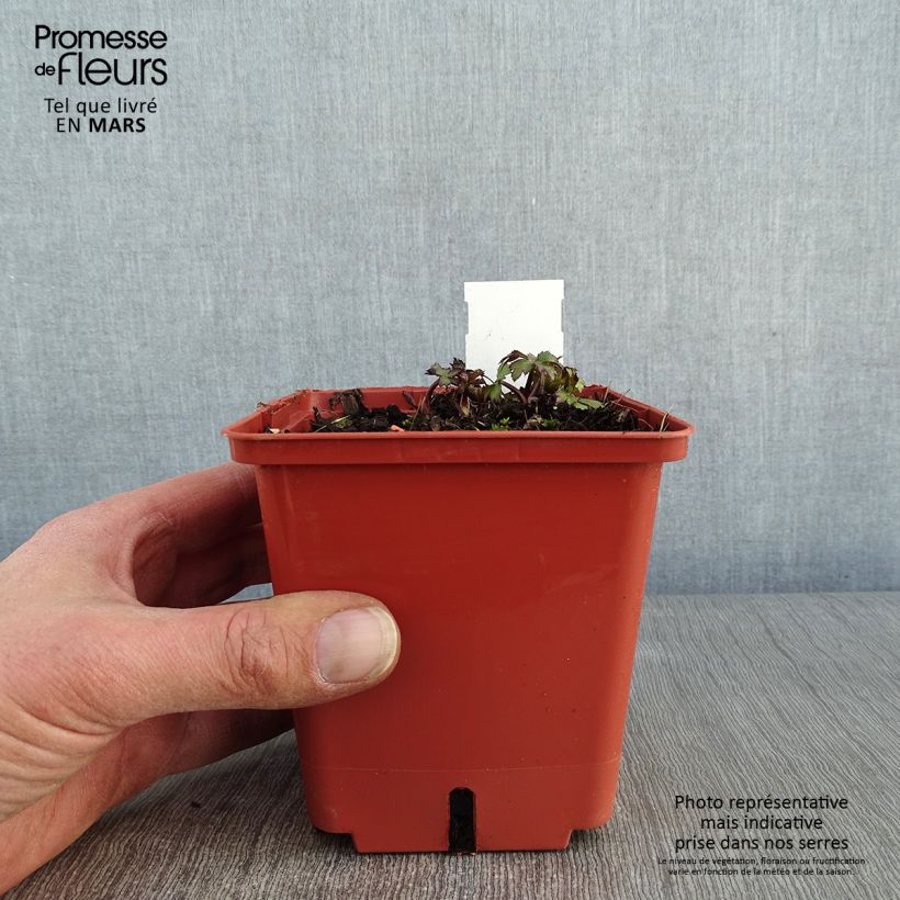 Astrantia major Ruby Wedding Vaso da 1L/1,5L esemplare consegnato in inverno