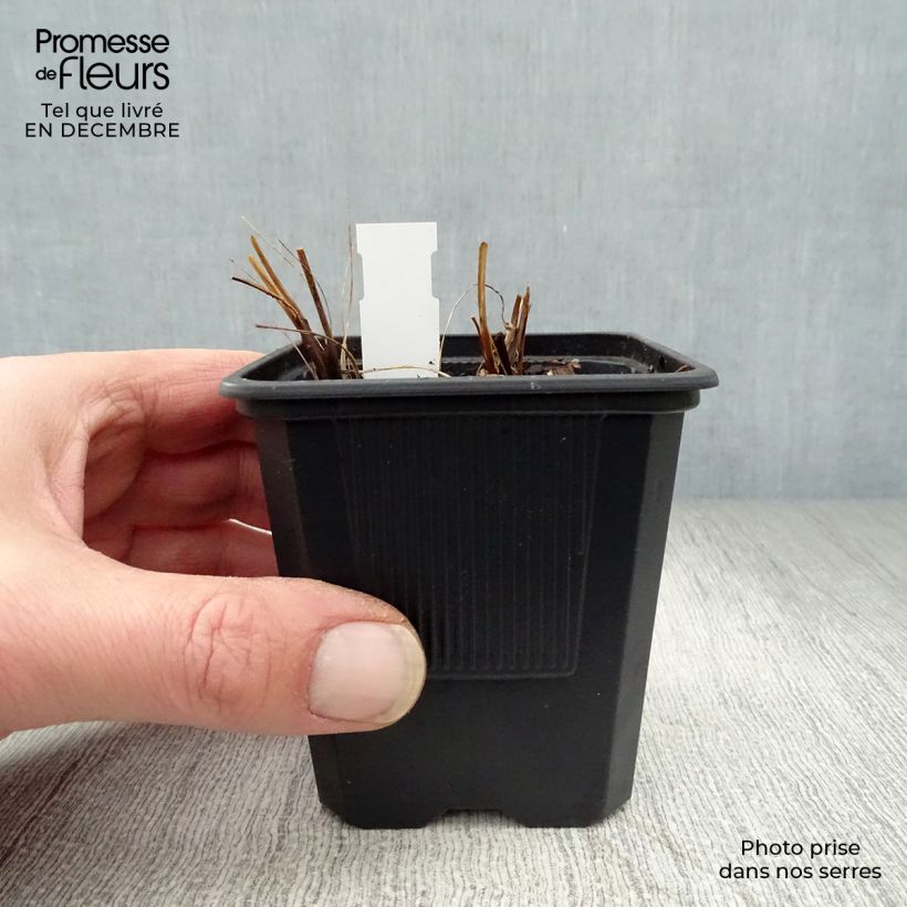 Astrantia major Shaggy Vasetto da 8/9 cm esemplare consegnato in inverno