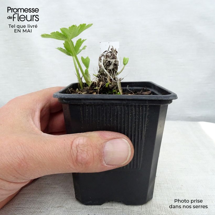 Astrantia major Shaggy Vasetto da 8/9 cm esemplare consegnato in primavera