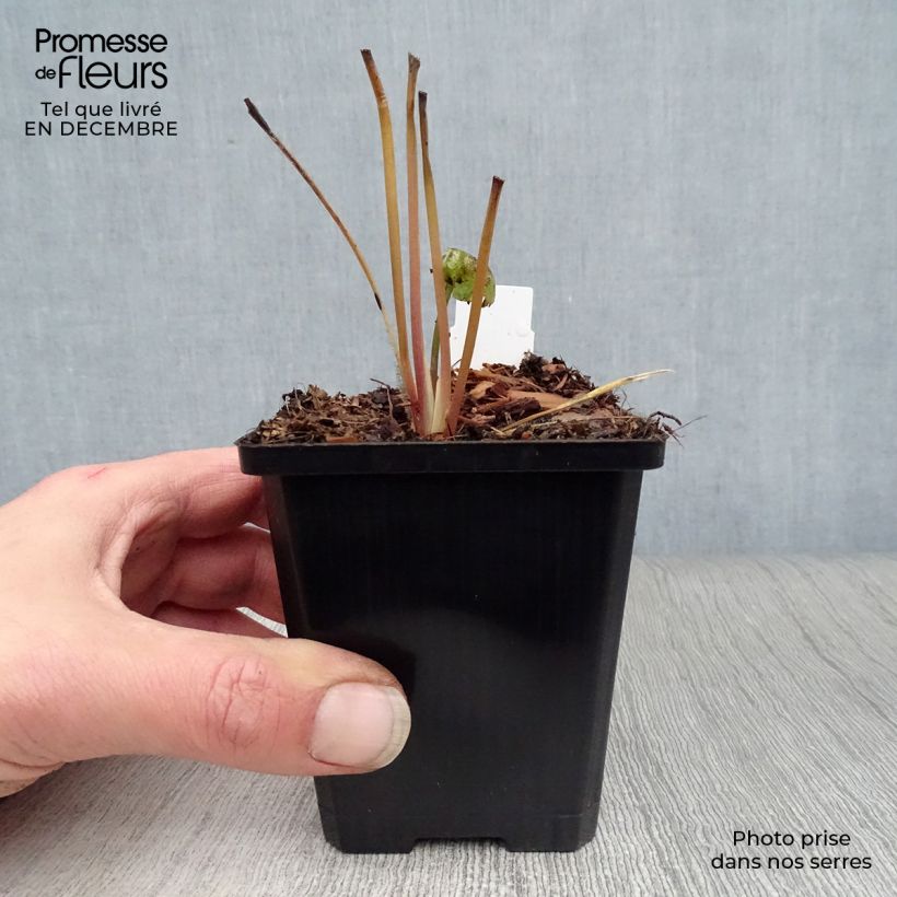 Astrantia major Star of Beauty Vasetto da 8/9 cm esemplare consegnato in inverno