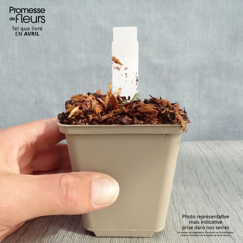 Astrantia major Star of Beauty Vasetto da 8/9 cm esemplare consegnato in primavera