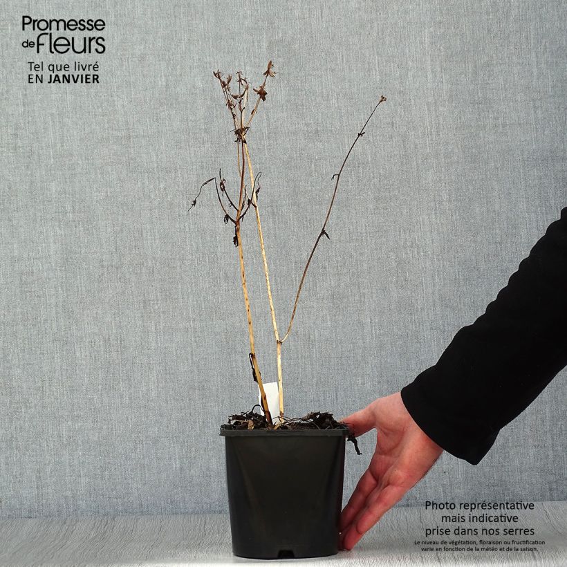 Astrantia major Star of Beauty Vaso da 1,5L/2L esemplare consegnato in inverno